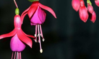 金钩的养殖方法（金钩的功效与使用方法）