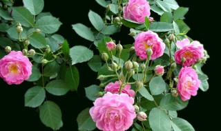 蔷薇的正确浇水方法(蔷薇浇水要浇叶子吗)