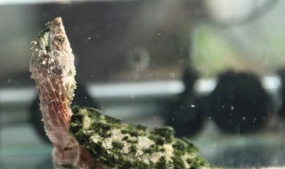 大鳄苗养殖技巧（大鳄苗养殖技巧和方法）