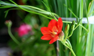 小苍兰水培方法 小苍兰水培方法图解