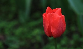 加拿大郁金香种植方法 加拿大郁金香种植方法图解