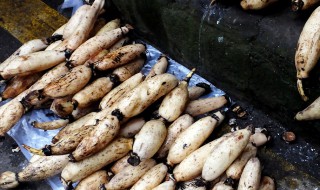 种藕方法和技巧（种藕方法和技巧视频）