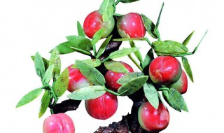 桃盆栽种植方法步骤 盆栽桃树种植技术与管理