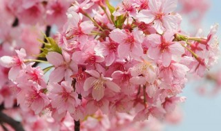 你不知道的樱花种植小技巧 樱花种植方法和注意事项