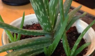 芦荟有什么用处 盆栽芦荟有什么用处