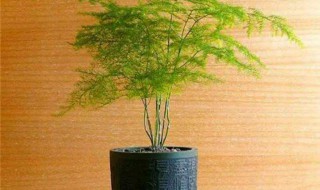 文竹寓意什么意思（文竹寓意是什么意思）