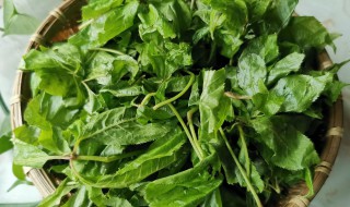 刺五加叶怎么吃（刺五加叶怎么吃最好吃）