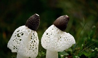 林下种植什么好（林下种植什么好 最值钱）