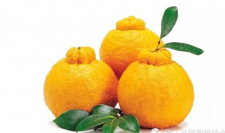 丑柑种植需要什么温度（丑柑种植需要什么温度的）