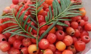 红豆杉果子泡酒的方法（红豆杉果子泡酒方法如下）