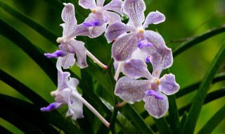 空谷幽兰代表什么女子(空谷幽兰是啥意思)