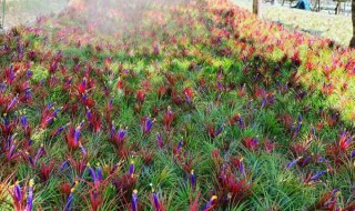 海拔2000适合种植什么（海拔2000适合种植什么水果）