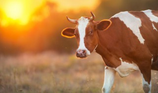 属牛人2022年运势运程（属牛人2023年运势运程）