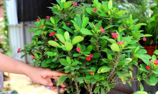 刺梅的修剪方法（刺梅的修剪方法和注意事项）