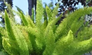 蓬莱松的修剪方法 蓬莱松修剪方法的视频