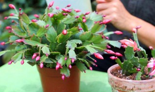蟹爪兰修剪方法（蟹爪兰修剪方法图解）