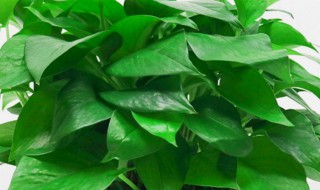 绿萝的修剪方法 绿萝的修剪方法和依据