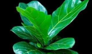 琴叶榕养植方法修剪(琴叶榕养植方法修剪图片)