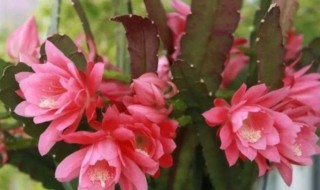 令箭荷花的修剪方法(令箭荷花花后怎样修剪)