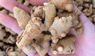 真假三七的鉴别方法 真假三七的鉴别方法图片