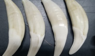 狼牙的鉴别方法（狼牙的鉴别方法图片）