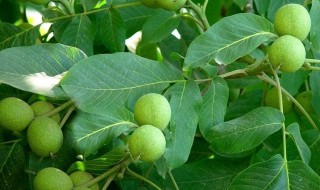 核桃树修剪方法（核桃树修剪方法视频）