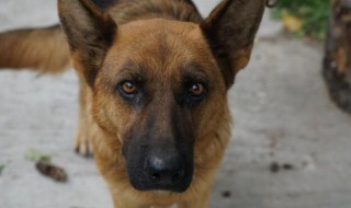 对付恶狗最实用的方法 对付恶狗最实用的方法是什么