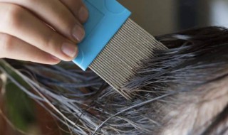 除虱子最有效的方法(除虱子最有效的方法用醋怎么办)