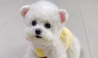 比熊犬美容修剪方法（比熊犬美容修剪全过程教程视频）