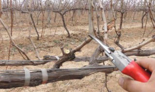 树枝修剪方法 树枝修剪方法图片 图解