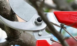 果树修剪方法（果树修剪方法有哪些）