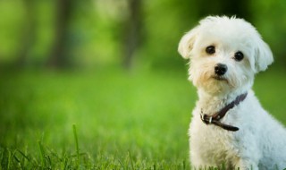 幼犬训练方法(幼犬训练方法视频)