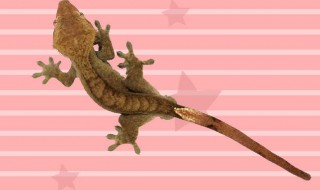 壁虎在家要怎么处理 壁虎在家要怎么处理干净