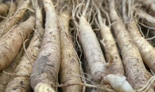 鲜参的保存方法（鲜参的储存方法）