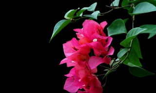 盆栽三角梅的修剪方法(盆栽三角梅的修剪方法和技巧)