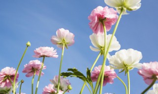 碧海蓝天的意思 碧海蓝天的意思是什么