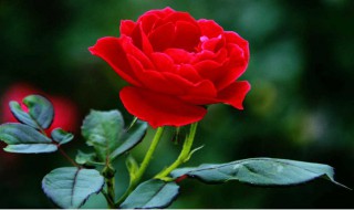 月季的花语是什么意思(月季花的意思和含义)