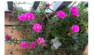 太阳花花语是什么意思 太阳花花语是什么意思 寓意