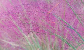 粉黛花语是什么意思 粉黛 花语