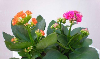 长寿花花语是什么意思（长寿花花语是什么意思啊）