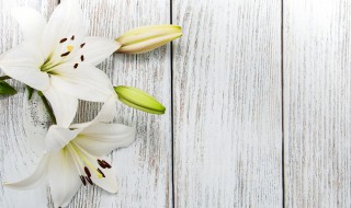 白百合花语是什么意思（白色百合花语是什么意思）