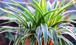 吊兰的花语是什么意思 吊兰开花吗?花语是什么呢?