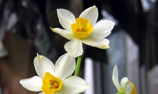 水仙花语是什么意思 水仙花语是什么意思呢