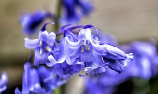 风信子花语是什么意思 风信子的花语是什么意思