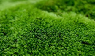 杀青苔最有效的方法（如何杀青苔）