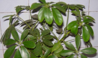 黑金刚的修剪方法（黑金刚如何修剪）