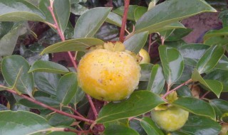 柿子树的修剪方法 柿子树的修剪方法和视频