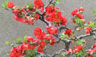 海棠盆栽的修剪方法（海棠盆栽的修剪方法视频）