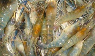 罗氏虾怎么保存（活的罗氏虾怎么保存）