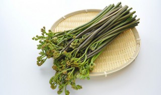 蕨菜保存方法有哪些 蕨菜的保存方法